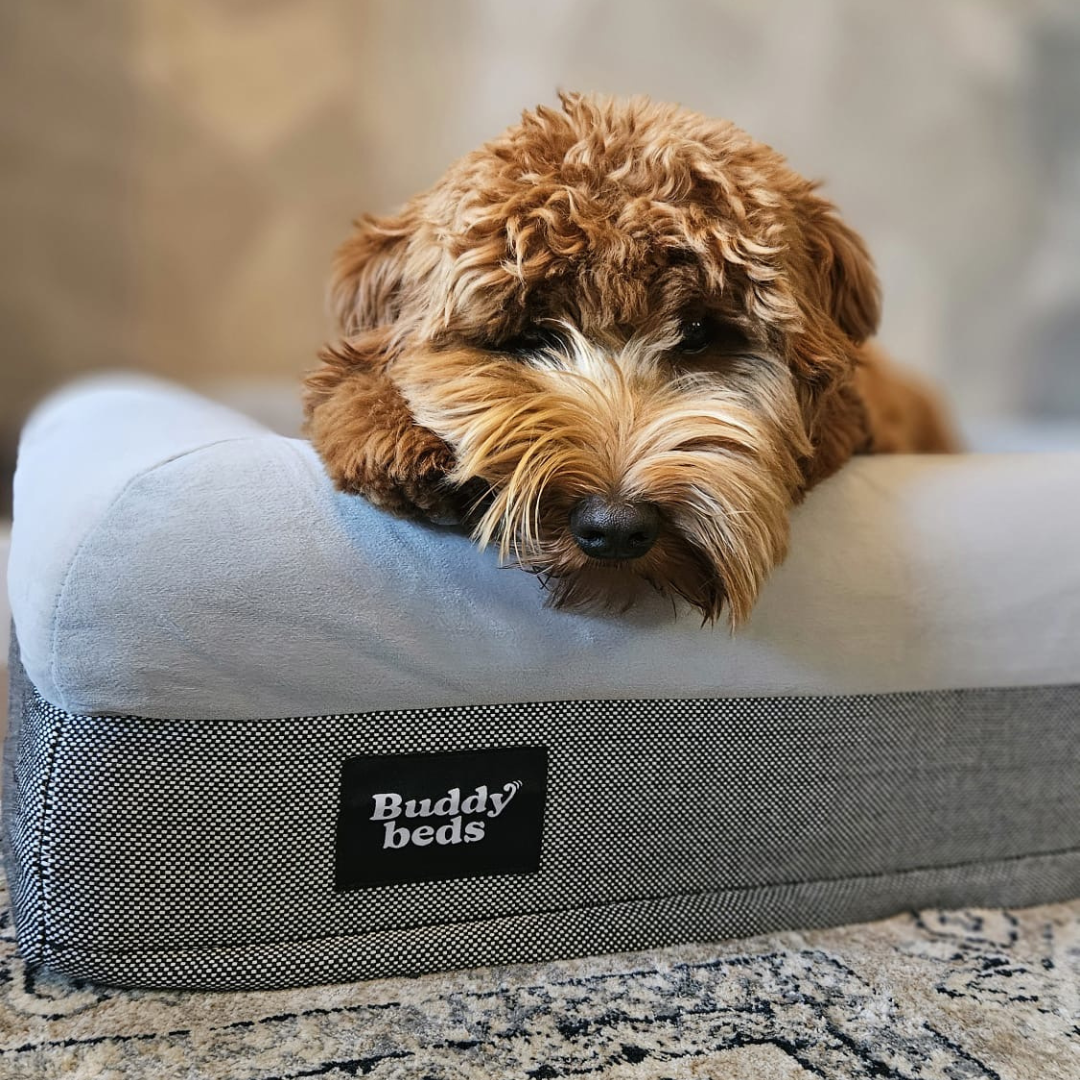 Large Buddy Bed