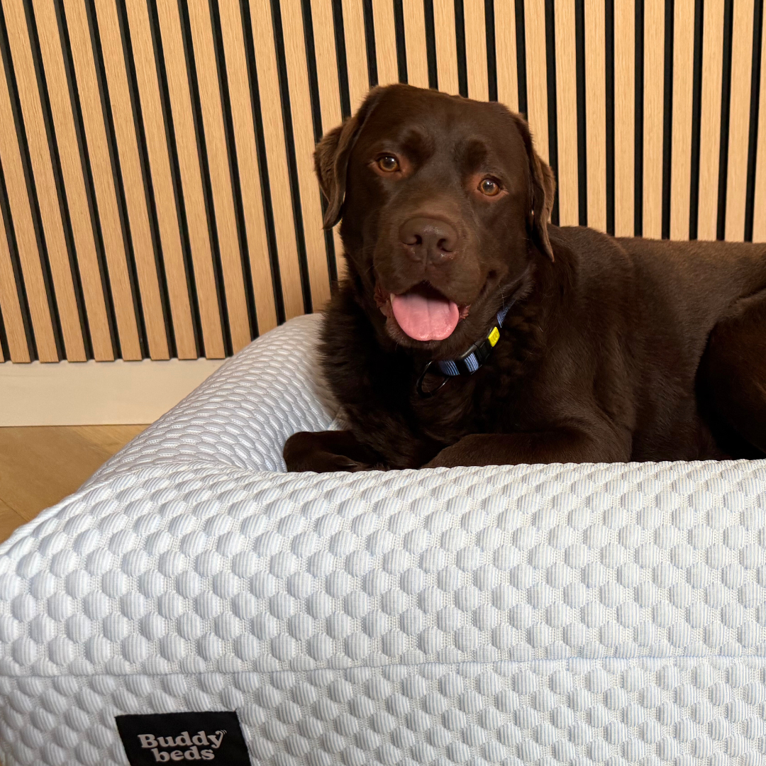 Large Buddy Bed