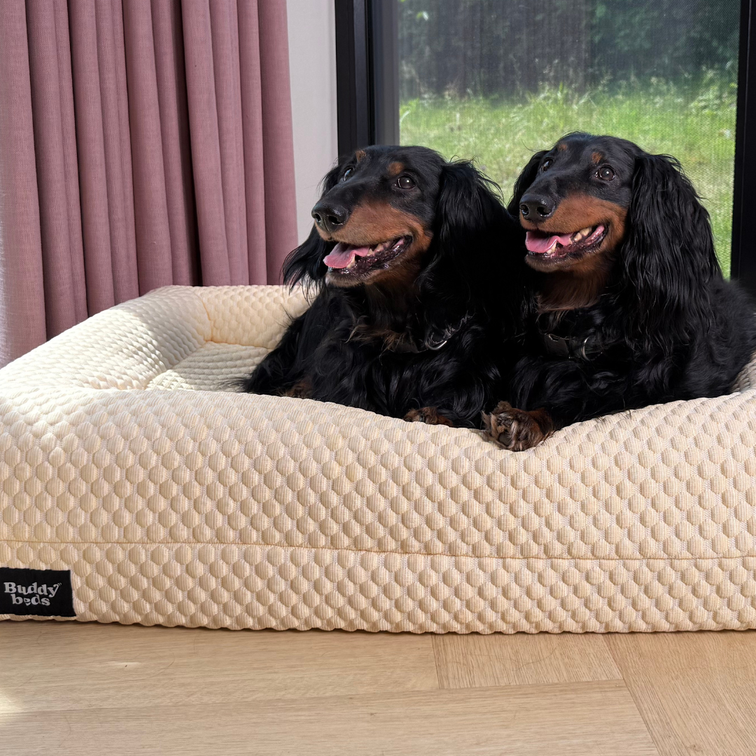 Large Buddy Bed