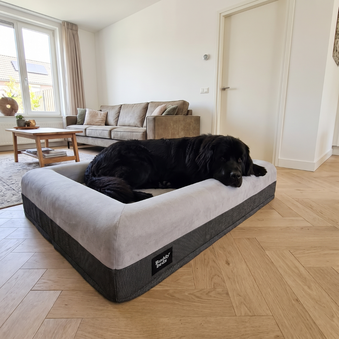 XL Buddy Bed