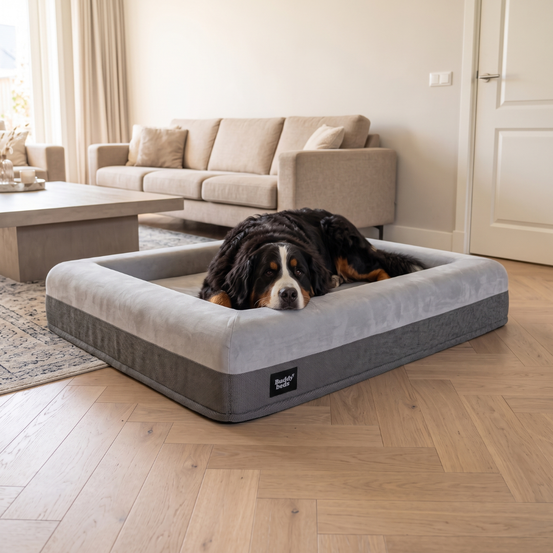 XL Buddy Bed