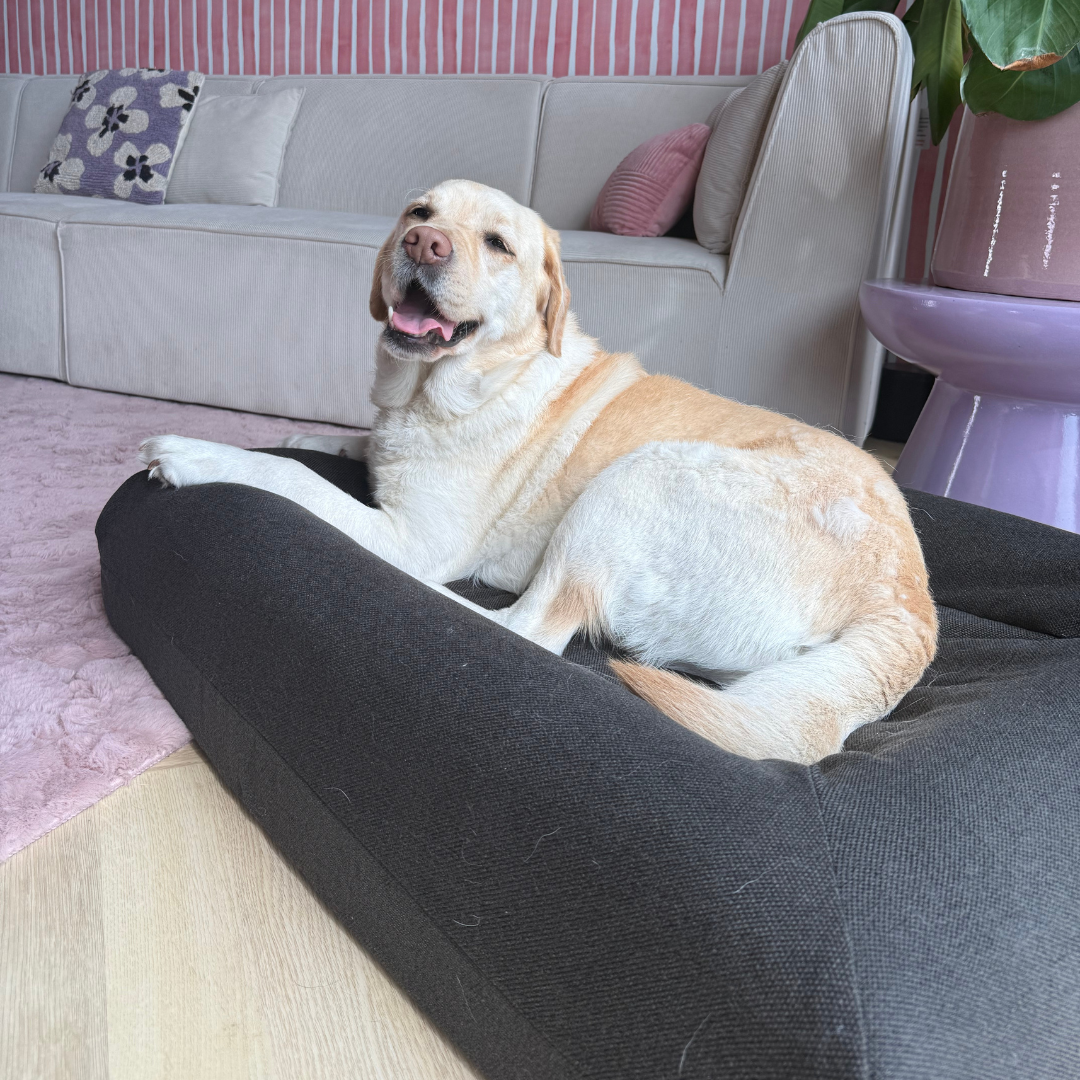 Pullover Couverture anthracite