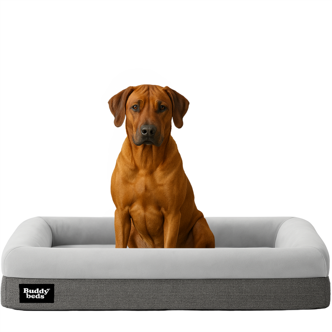 Large Buddy Bed