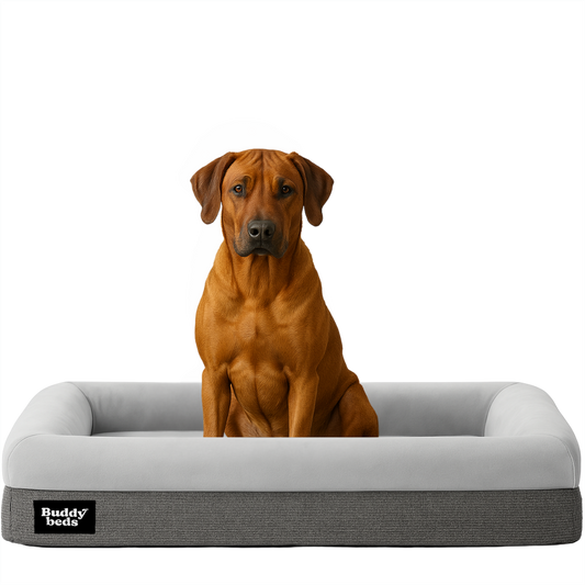 Large Buddy Bed