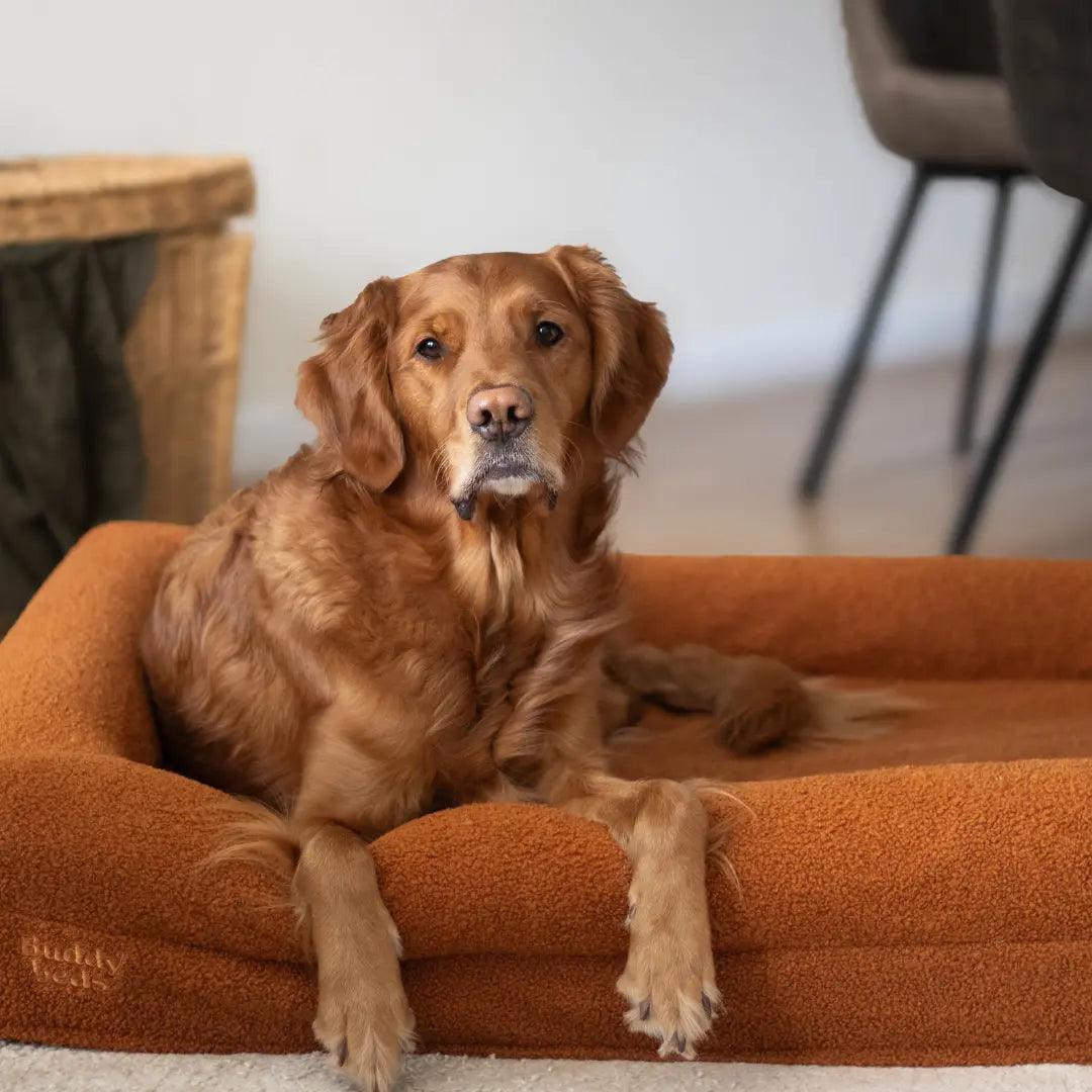Golden Teddy Hoes - Buddy Beds - Orthopedische Hondenmand