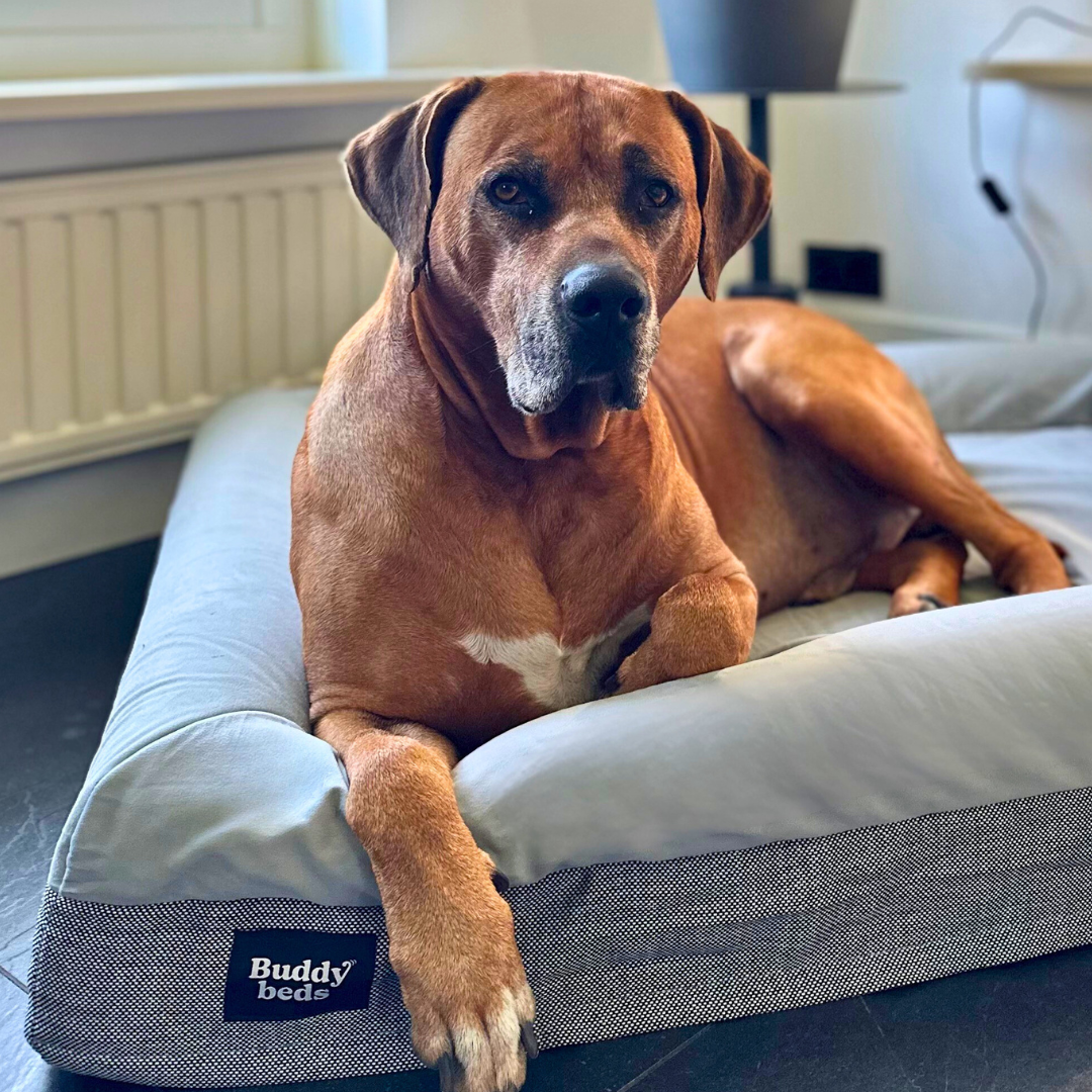 Large Buddy Bed
