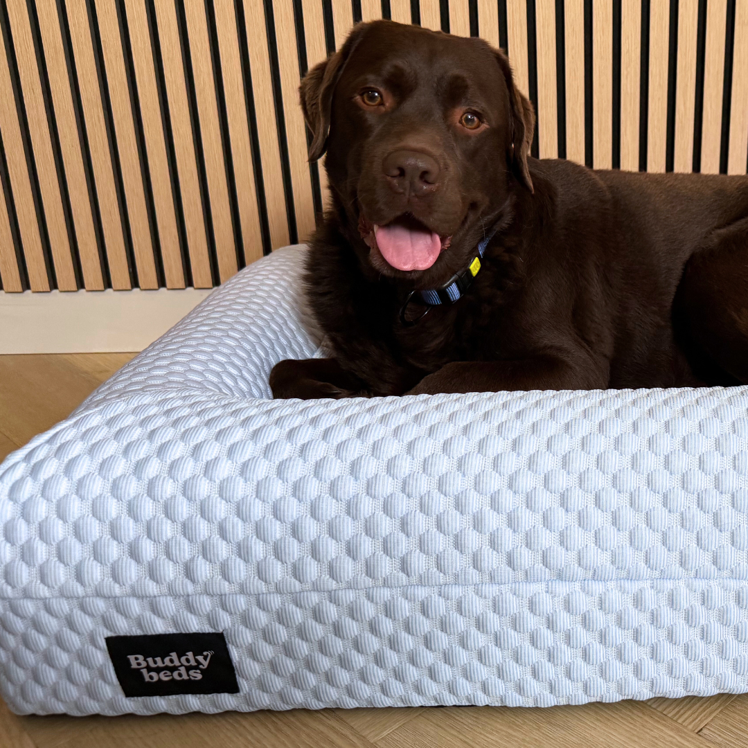 Large Buddy Bed