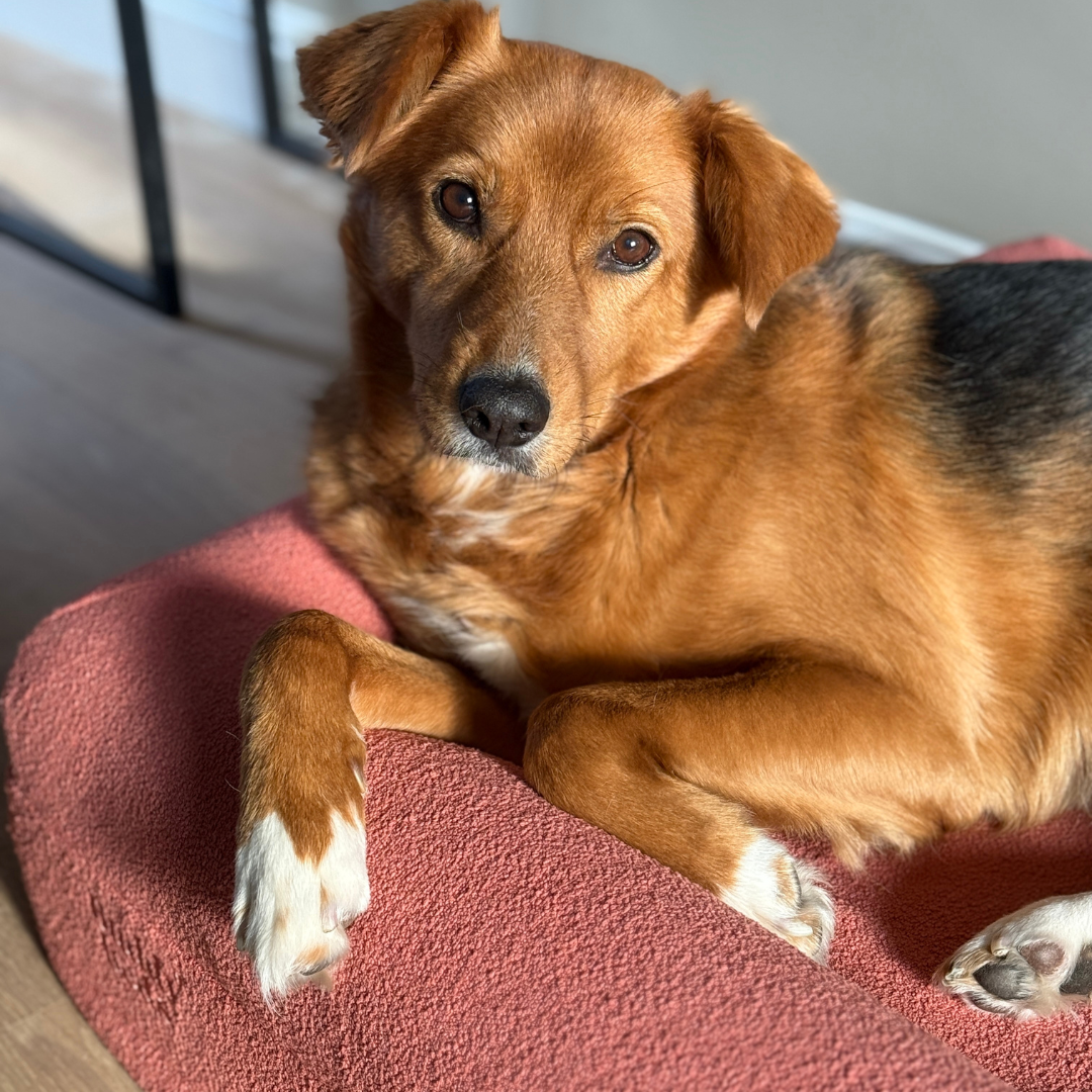 Bouclé Dusty Pink Hoes